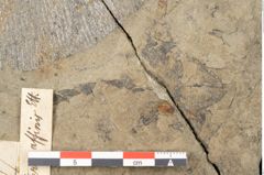 Foto (Detailansicht) von Macrotaeniopteris affinis Ettingshausen (NHMW-GEO-2024-0188-10339)